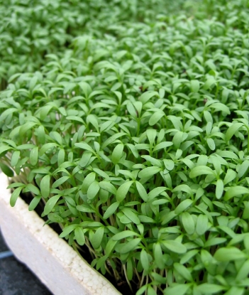 Picture of Sprint Cress